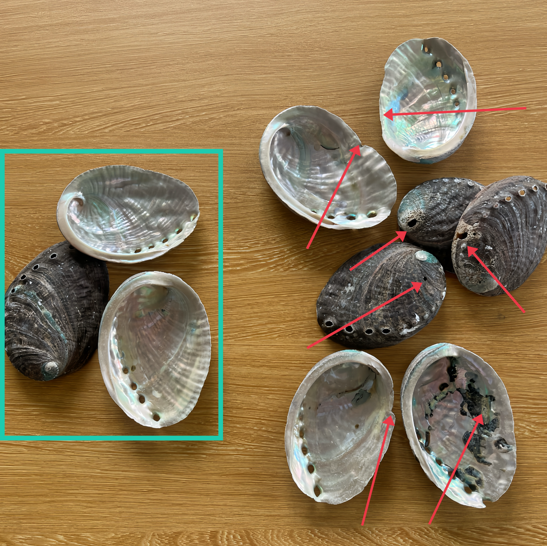 Wholesale abalone shell quality selection and consistency control process
