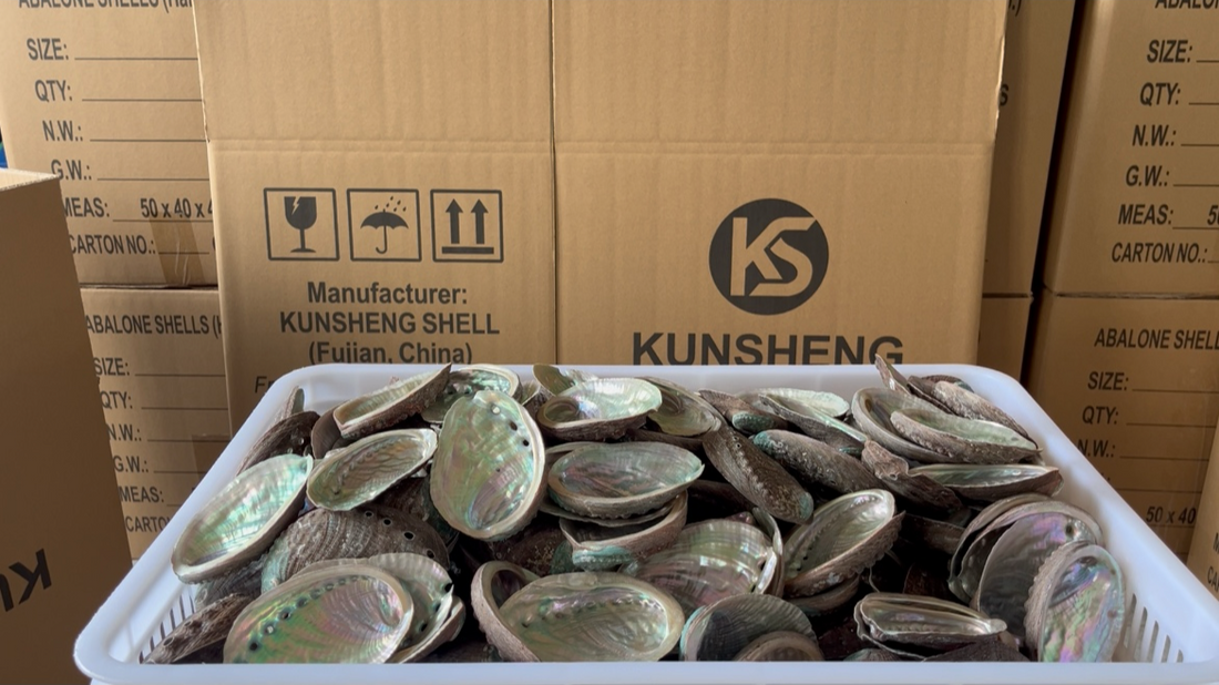 Abalone Shell Uses: A Guide for Smudge, Incense, Crystal, Gift & Specialty Shops