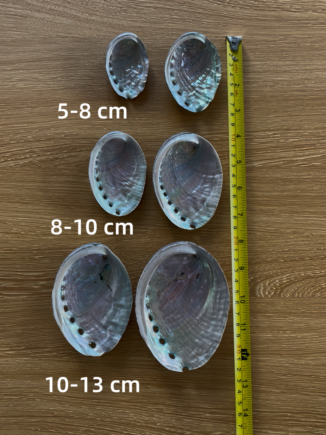 Abalone Shell Size Breakdown