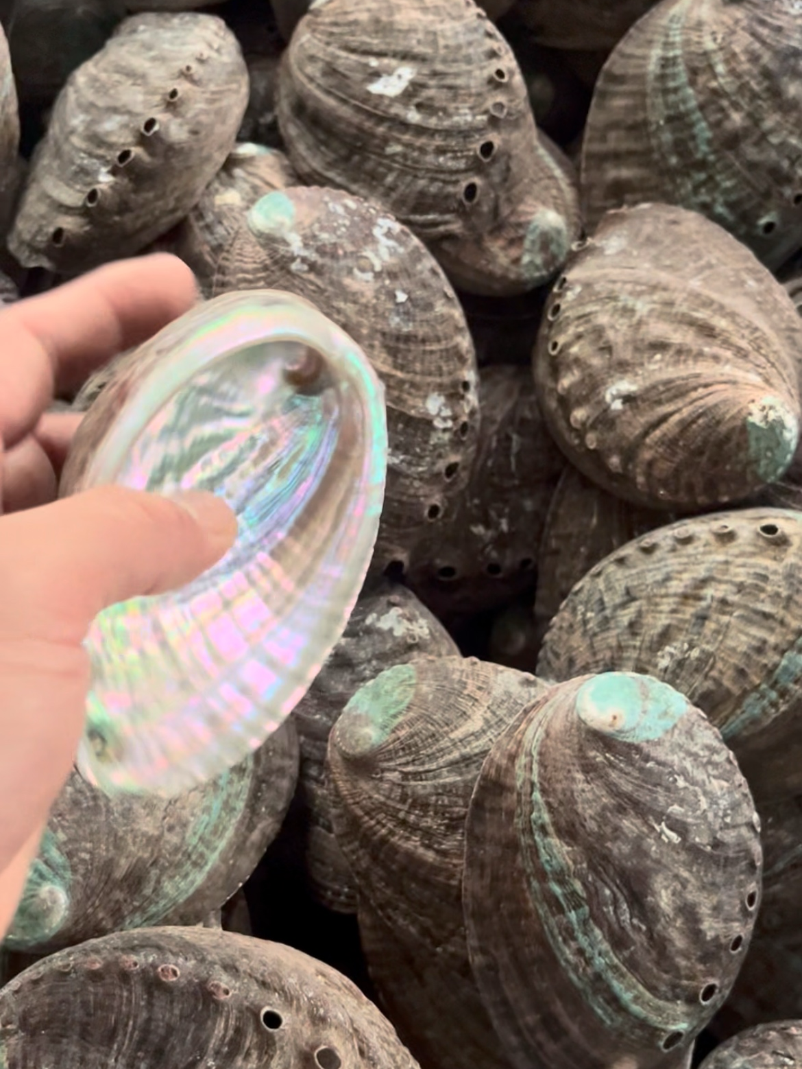 Final Cleaned Abalone Shell Condition