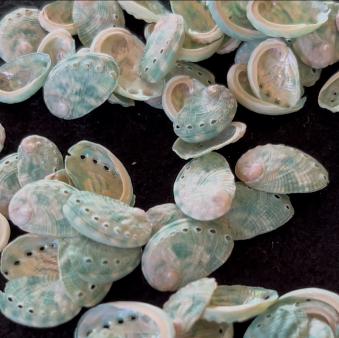 Micro Natural Abalone Shell Approx. 1/2 Inch (1–2 cm) for Jewelry Making & Craft Supply
