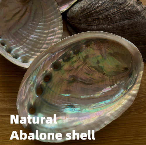 Large Abalone Shell 4–5 Inch (10–13 cm) Wholesale Smudge Bowl for Sage Cleansing