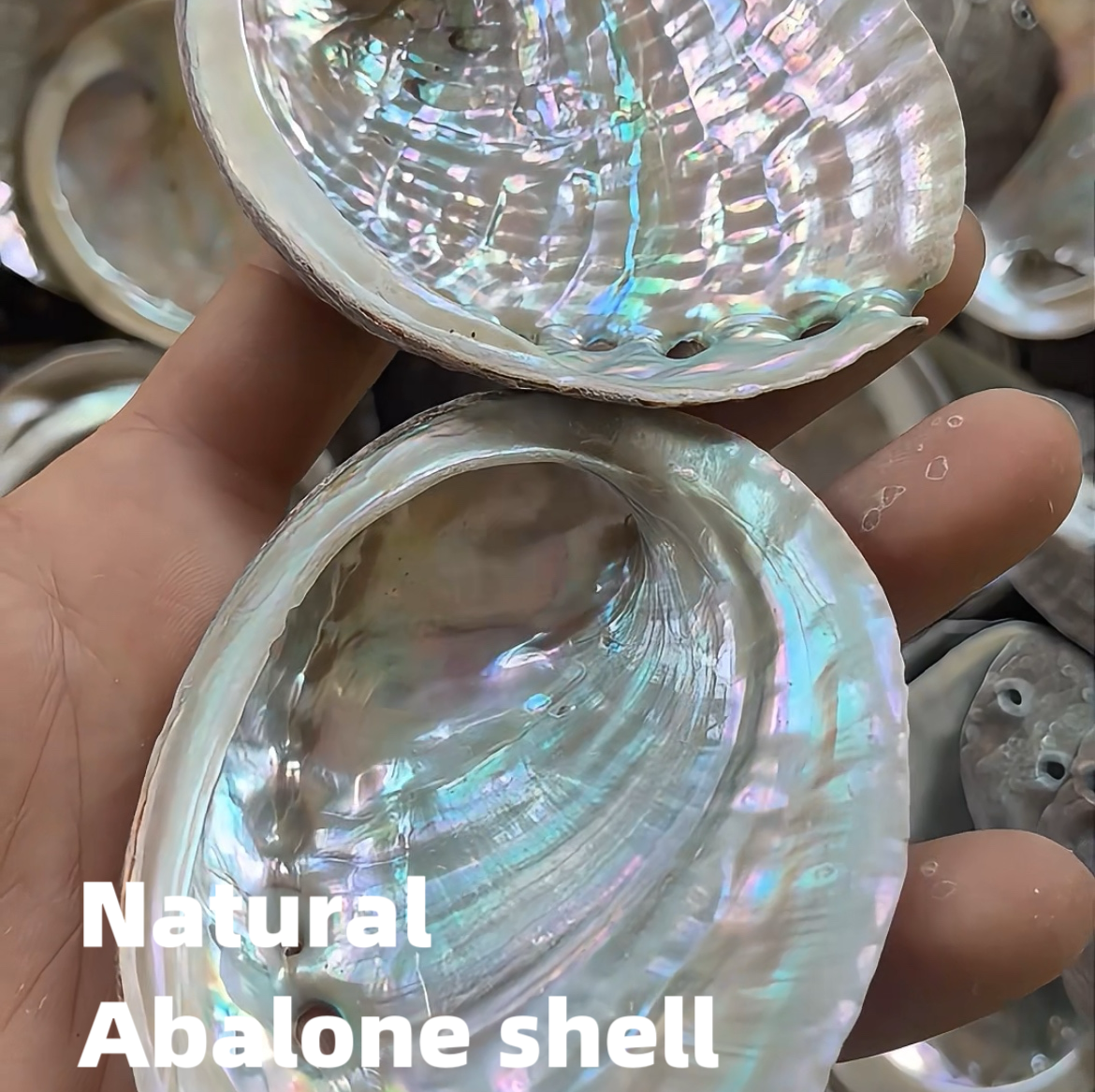 Medium Abalone Shell 3–4 Inch (8–10 cm) for Sage Smudging & Ritual Burning