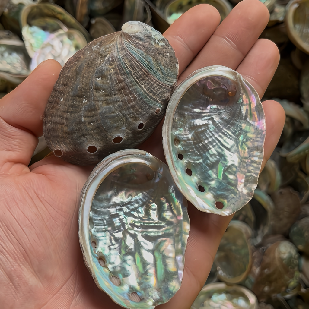 Small Natural Abalone Shell 2–3 Inch (5–8 cm) for Resin Art & Craft Supply