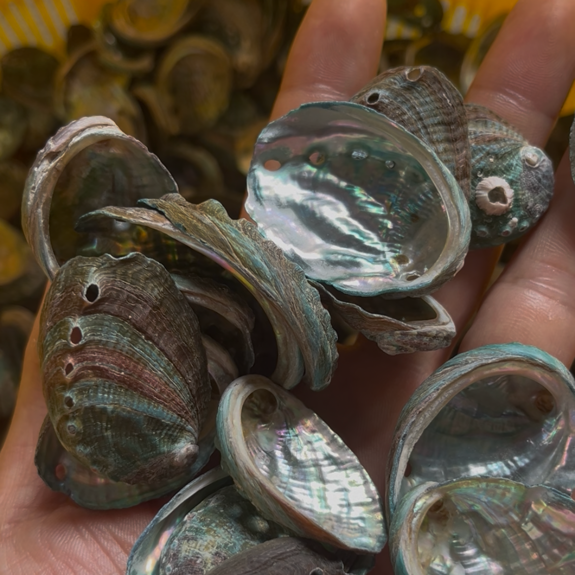 Mini Abalone Shell 1–2 Inch (3–5 cm) for Jewelry Making & Resin Art