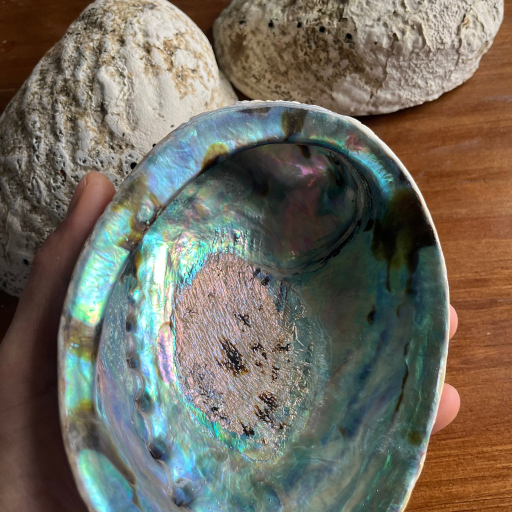 New Zealand Paua Abalone Shell 5–6 Inch (13–15 cm) Premium Ritual Smudge Bowl