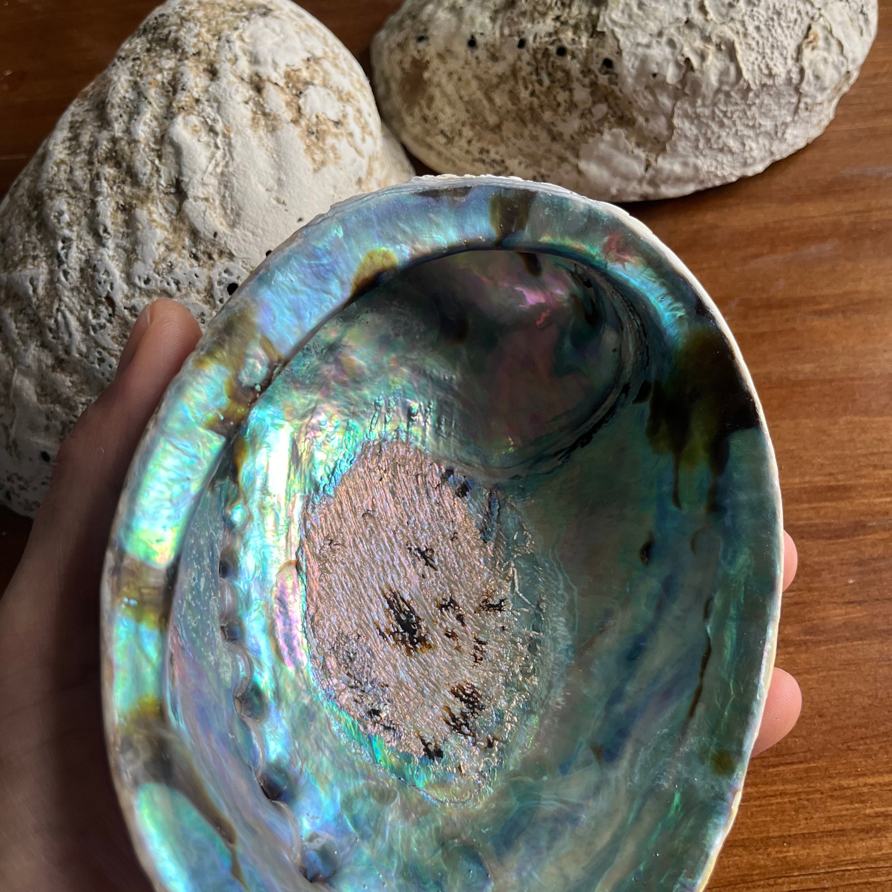 New Zealand Paua Abalone Shell 5–6 Inch (13–15 cm) Premium Ritual Smudge Bowl