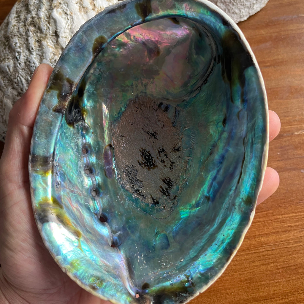 New Zealand Paua Abalone Shell 5–6 Inch (13–15 cm) Premium Ritual Smudge Bowl