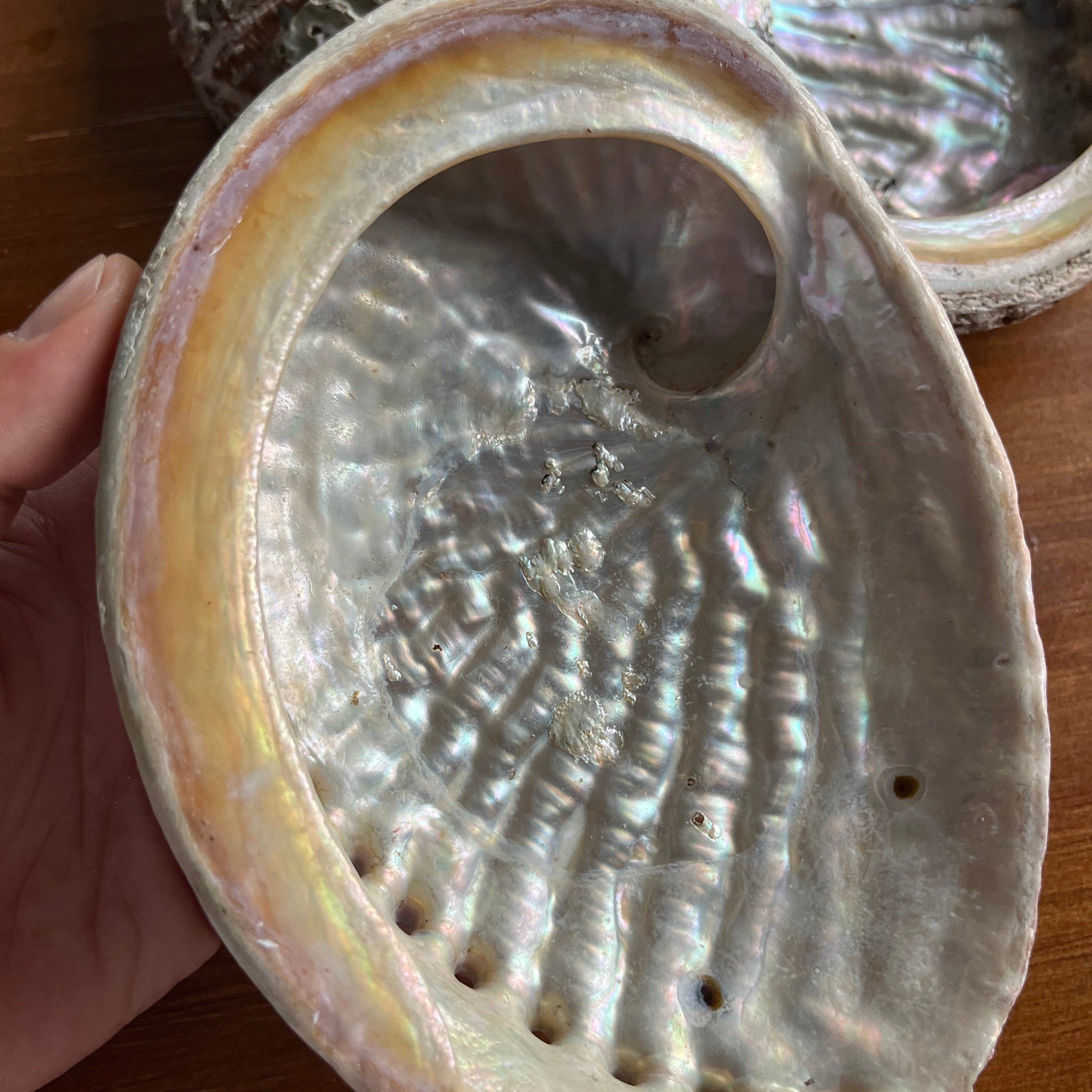 Close-up of a large shell held by a hand on a wooden surface