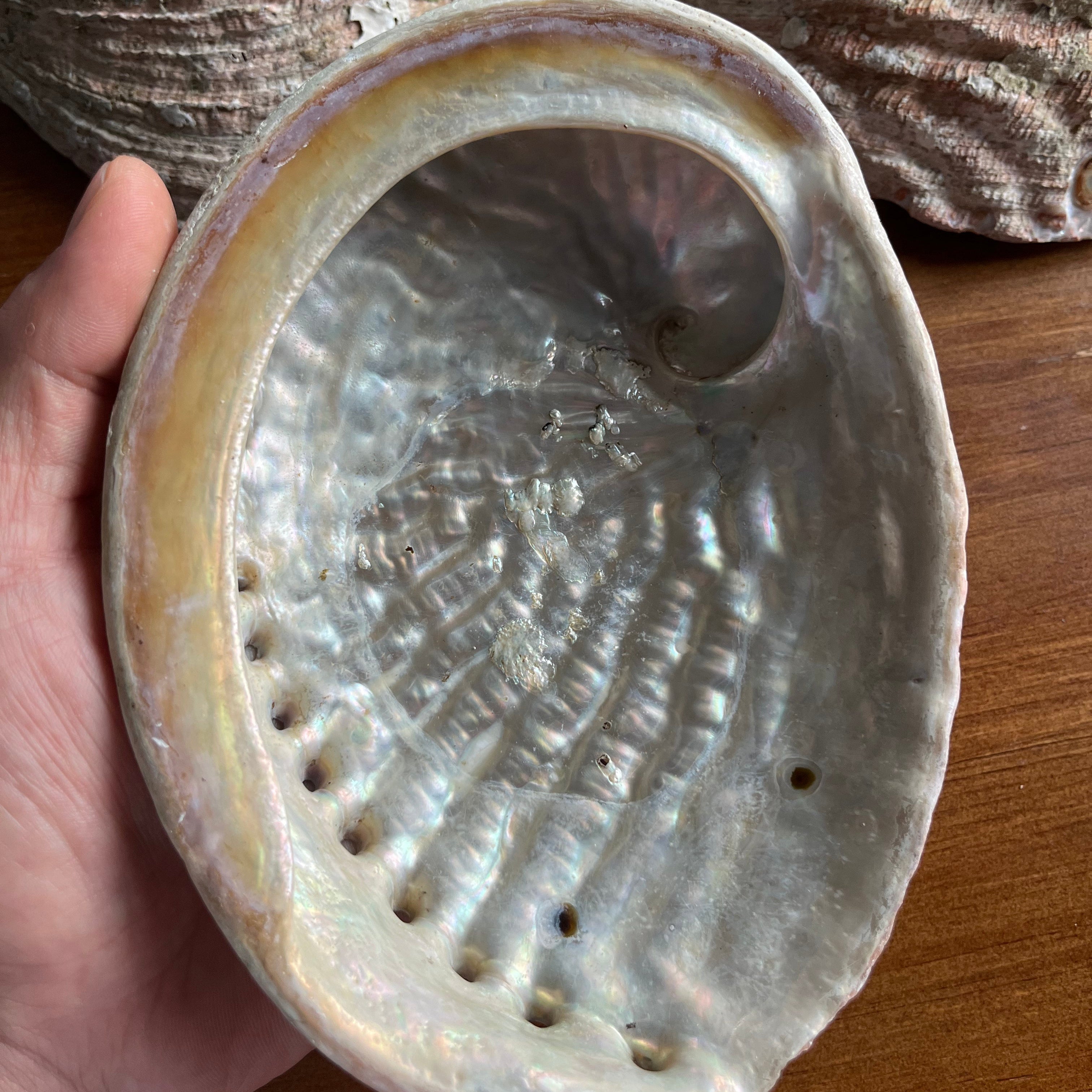 Hand holding a large shell with another shell in the background on a wooden surface