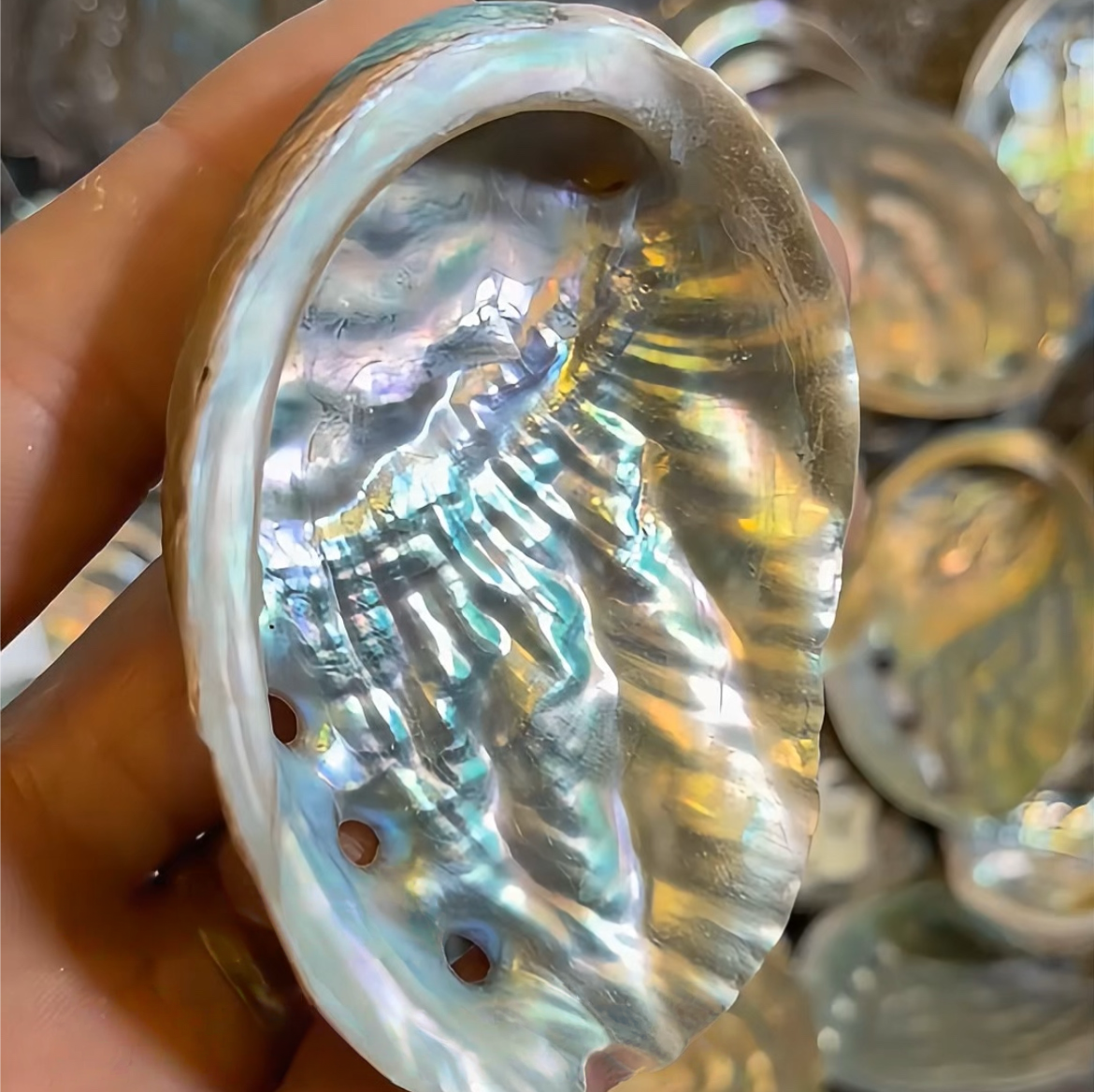 Small Natural Abalone Shell 2–3 Inch (5–8 cm) for Resin Art & Craft Supply