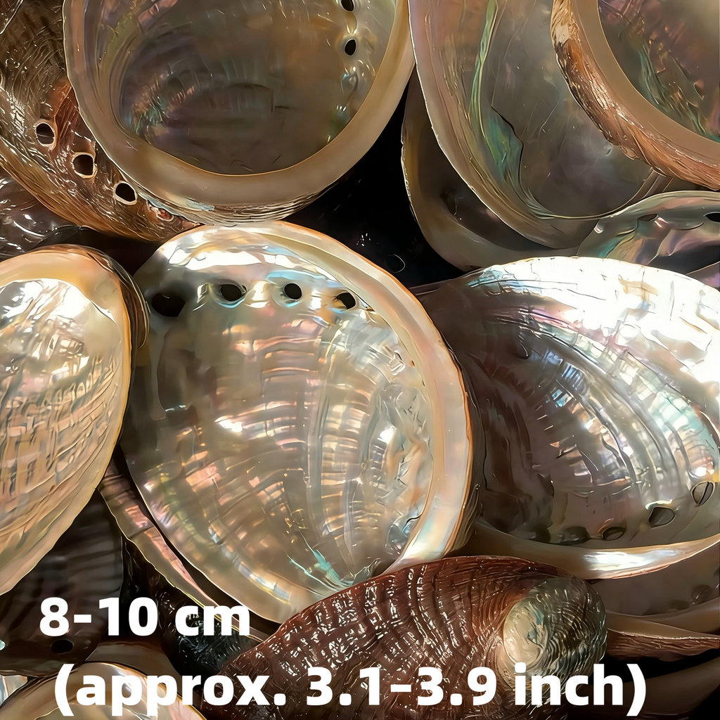 Medium Abalone Shell 3–4 Inch (8–10 cm) for Sage Smudging & Ritual Burning