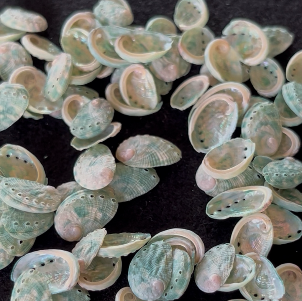 Micro Natural Abalone Shell Approx. 1/2 Inch (1–2 cm) for Jewelry Making & Craft Supply