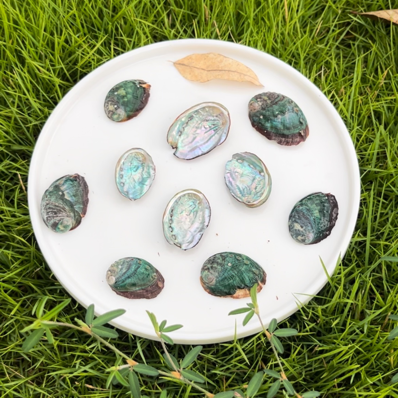 Mini Abalone Shell 1–2 Inch (3–5 cm) for Jewelry Making & Resin Art