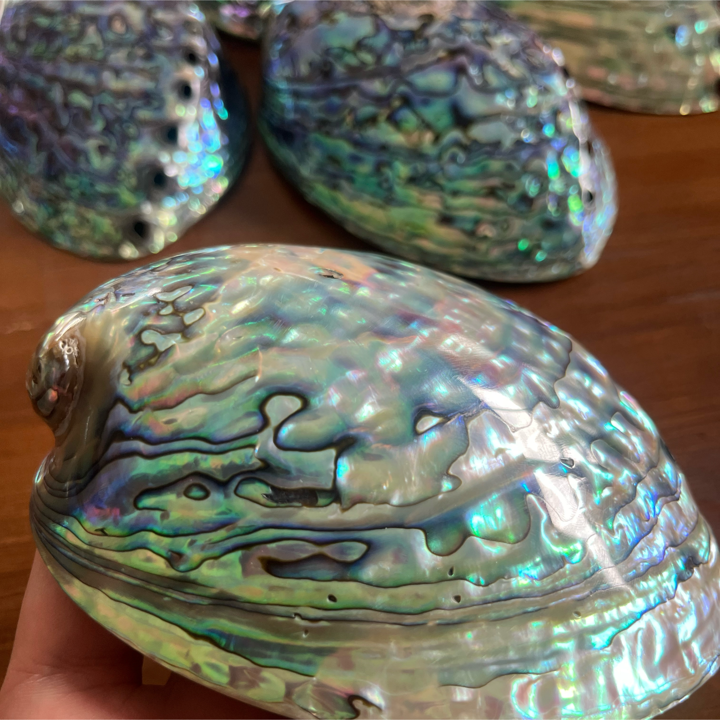 BulkpolishedNewZealandPauashells5_6inchforwholesalebuyers