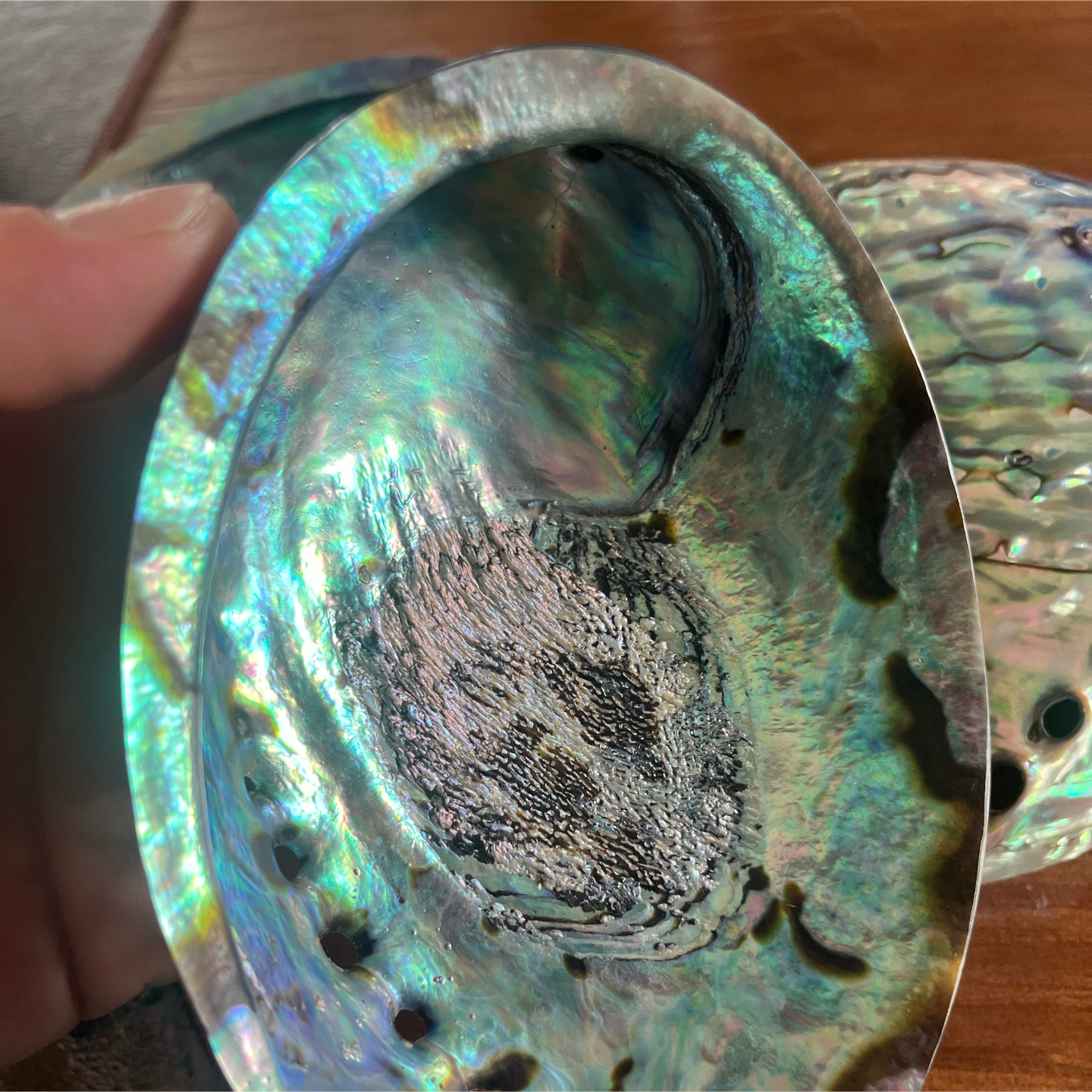 Close-upofpolishedNewZealandPauashellwithnaturaliridescentcolors