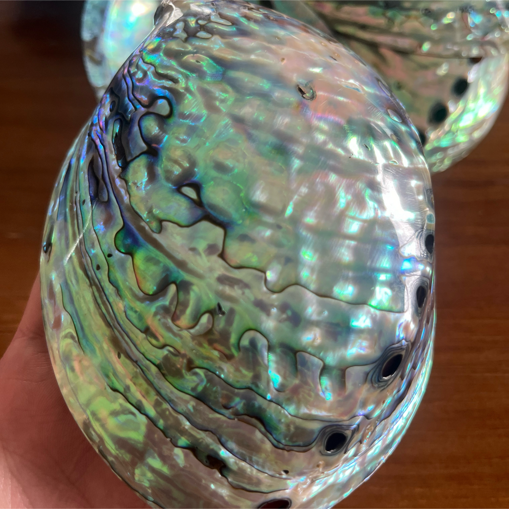 PolishedNewZealandPauashell5_6inch_13_15cm_forwholesalesupply