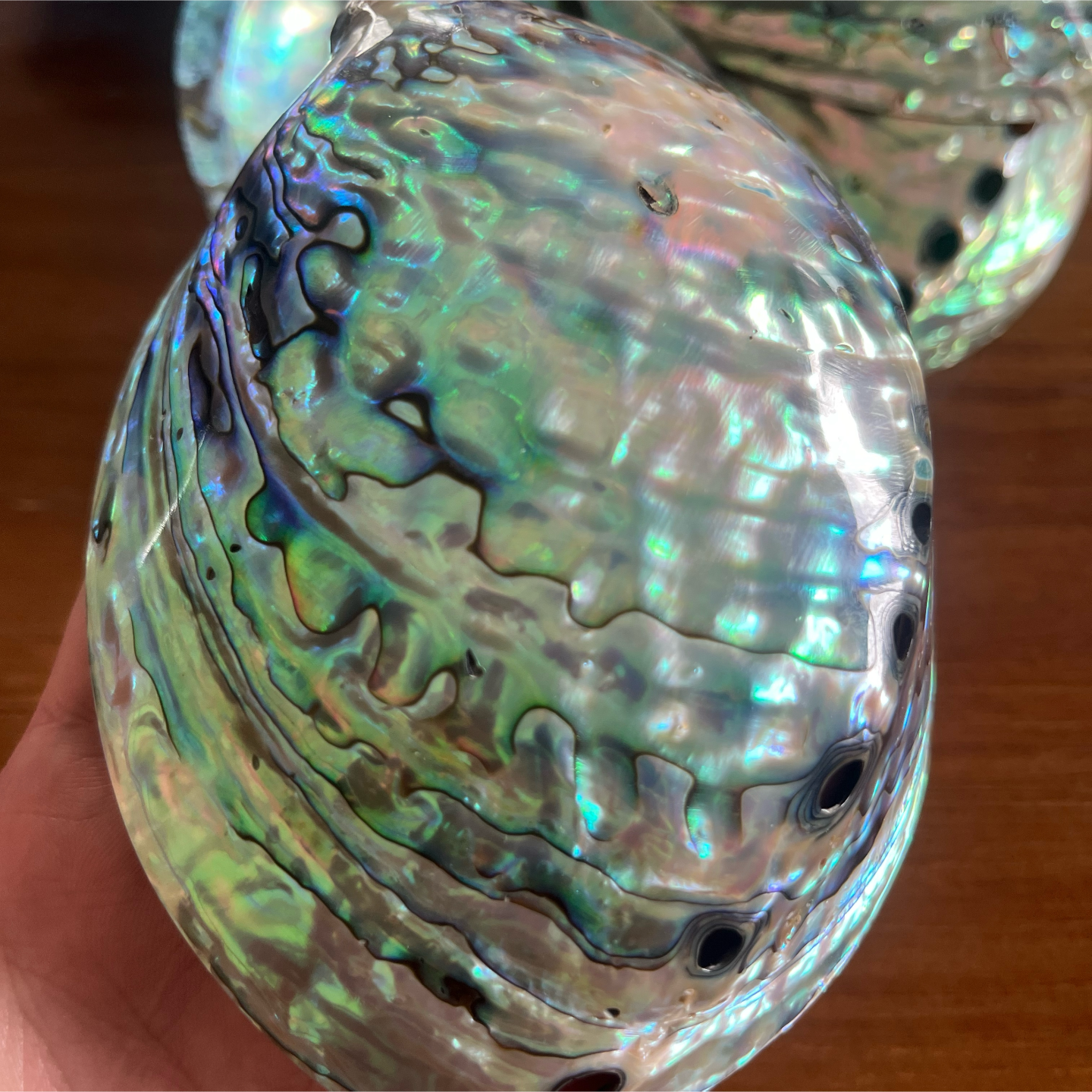 PolishedNewZealandPauashell5_6inch_13_15cm_forwholesalesupply
