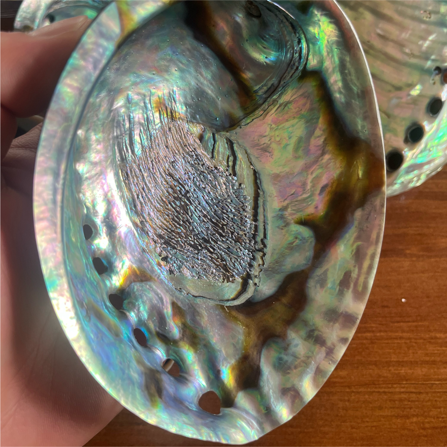 PolishedNewZealandPauashellforsmudginganddecorativeapplications