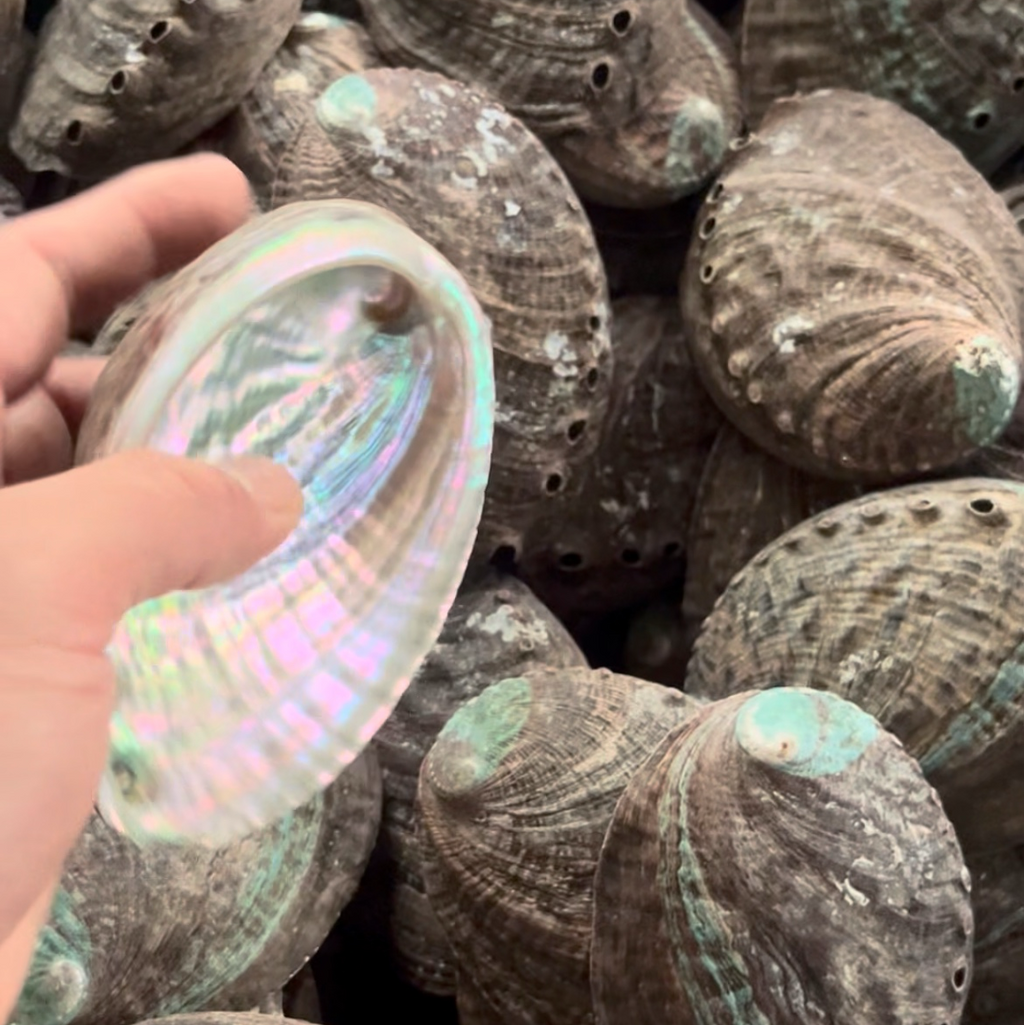 Medium Abalone Shell 3–4 Inch (8–10 cm) for Sage Smudging & Ritual Burning