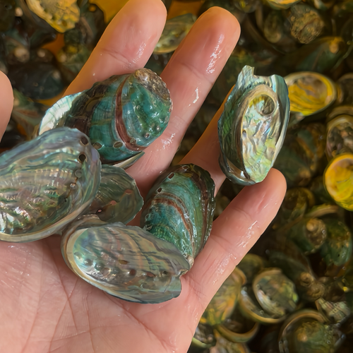 Mini Abalone Shell 1–2 Inch (3–5 cm) for Jewelry Making & Resin Art